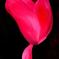 Absi Grace Cyclamen 2 oil painting on Canvas