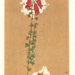 1968 Egon Schiele Lithograph 11 - Red Foxglove