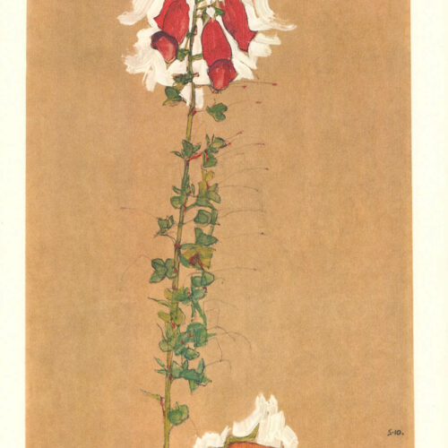 1968 Egon Schiele Lithograph 11 - Red Foxglove