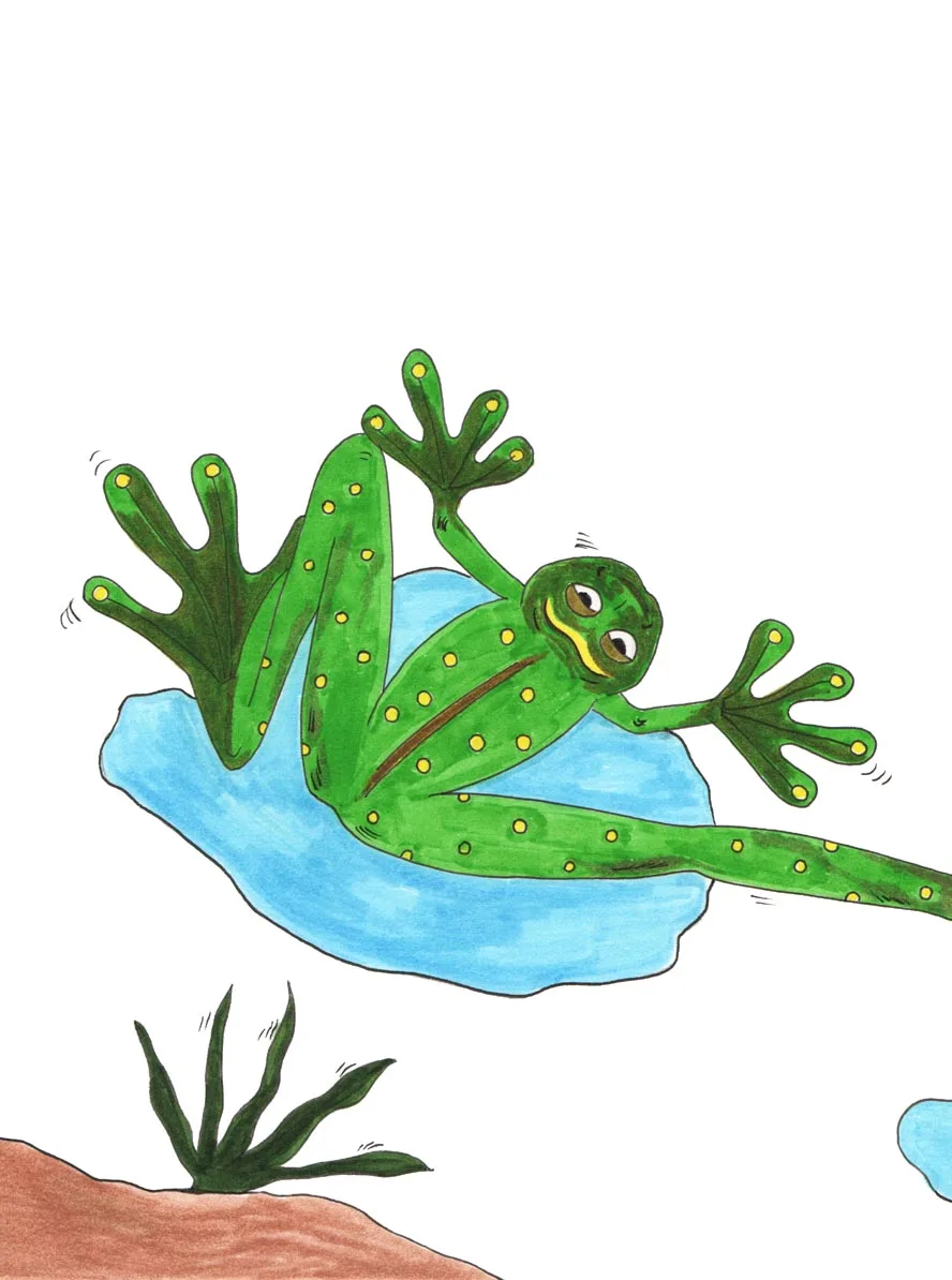 Grace Absi Colored drawing Frog