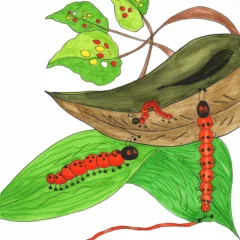 Grace Absi Colored Drawing Inchworm