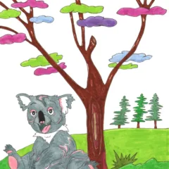 Grace Absi Colored drawing Koala