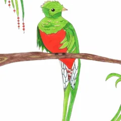 Grace Absi Colored Drawing Quotzel