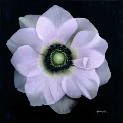 Grace Absi Anemone 2001 Oil Painting on Canvas