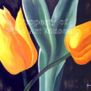 Grace Absi Yellow Tulip L. E. signed & numbered